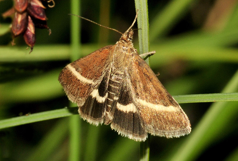 Loxostege fascialis - Crambidae